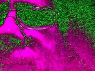 Software Effects Photo