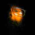 portraitflashlight.gif